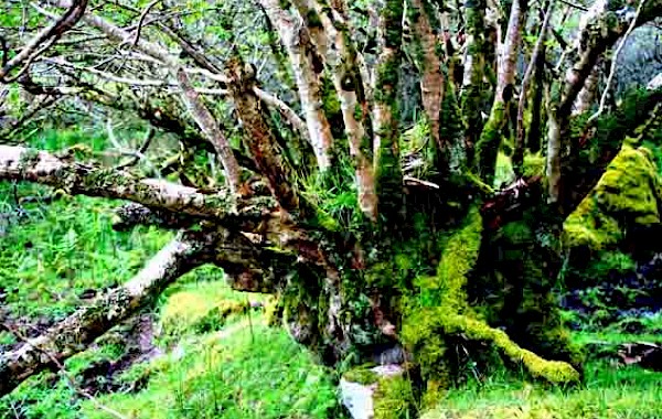 Atlantic Hazelwood: John Clare