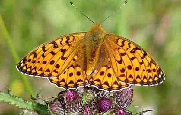 Dark Green Fritillary: John Clare