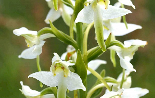 Greater Butterfly Orchid: John Clare
