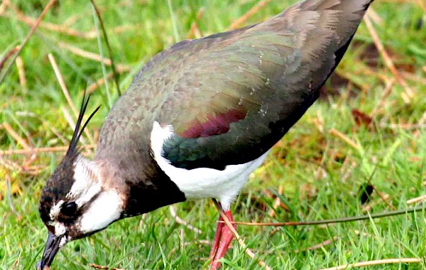 Lapwing: John Clare