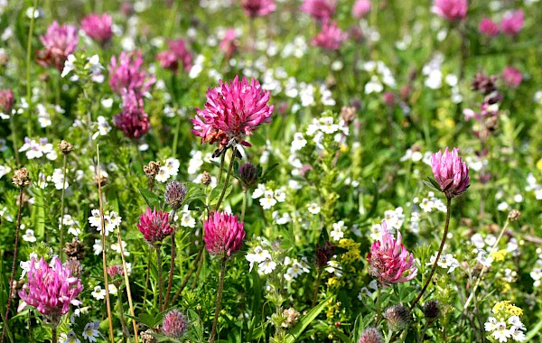 Machair Ardalanish: John Clare