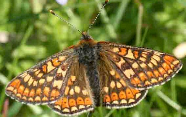 March Fritillary: John Clare