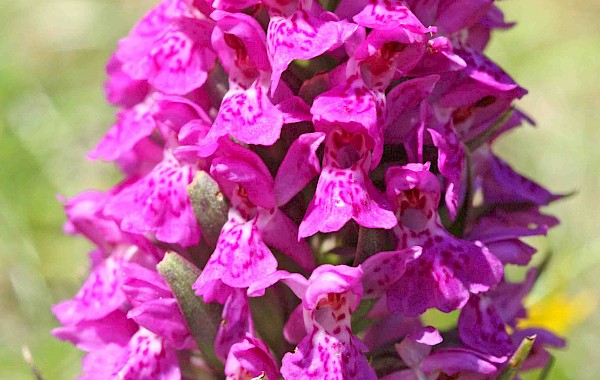 Northern March Orchid: John Clare