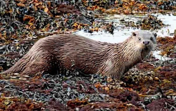 Otter: John Clare