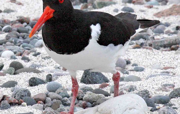 Oystercatcher: John Clare