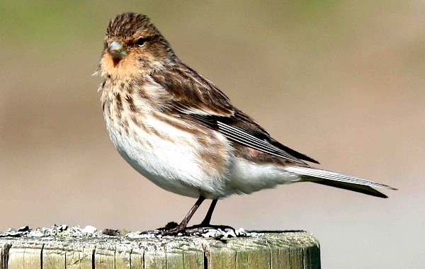 Twite: John Clare